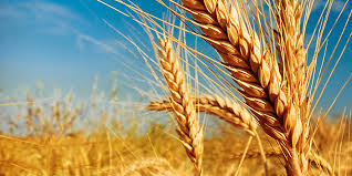 Підприємство закуповує пшеницю