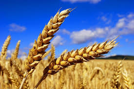 Фото 3. Підприємство закуповує пшеницю
