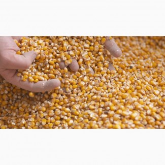 Закуповуємо у виробників кукурудзу по Закарпатській обл