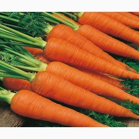 Top offer price fresh carrots