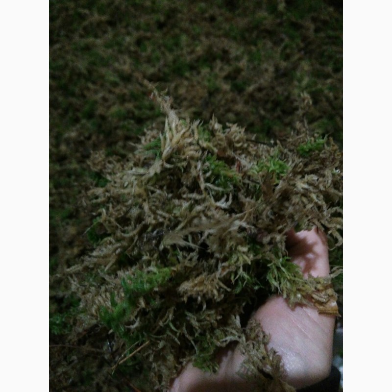 Фото 3. Продам мох свежий(сухой) сфагнум та кукушкін лён