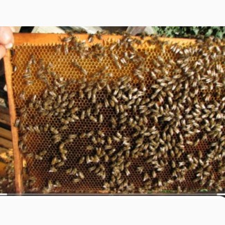 Бджоло пакети