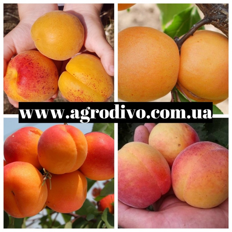 Фото 3. Саженцы сверхранних сортов абрикоса, сливы, персика, черешни от производителя продукции