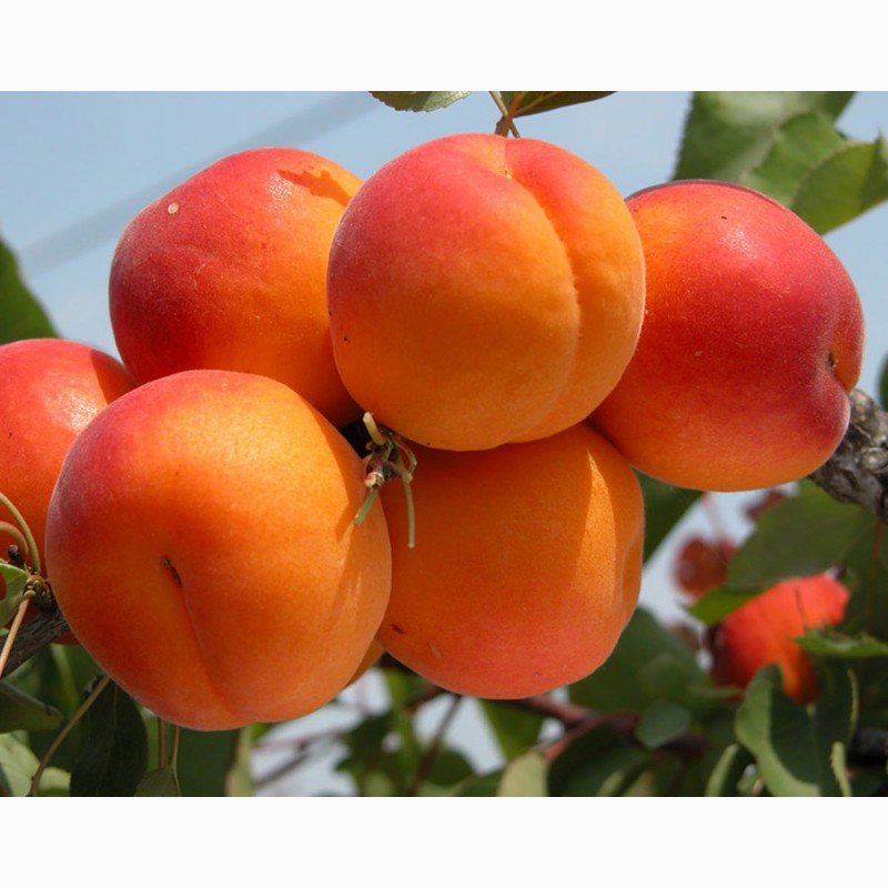 Фото 5. Саженцы сверхранних сортов абрикоса, сливы, персика, черешни от производителя продукции