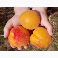 Саженцы сверхранних сортов абрикоса, сливы, персика, черешни от производителя продукции