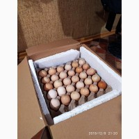 Інкубаційні яйця бройлера Кобб 500 из Европы