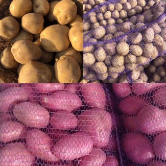 Продам картофель экспортного качества от производителя