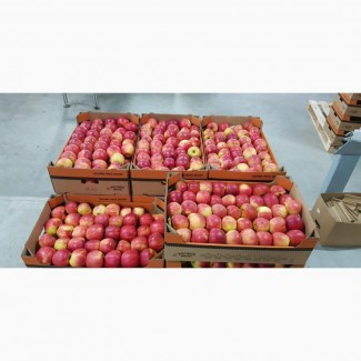 Продаем польские яблоки