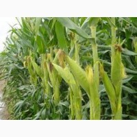 Насіння кукурудзи Марсель ФАО 280 (стандарт)