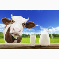 Продам Молоко Оптом по 100-120 літрів на день