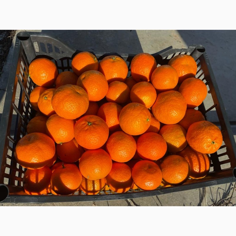 Фото 2. Продам мандарин-Клементин оптом от 1 палеты до 20 тонн. Прямой импорт