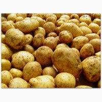 Оптом картопля, продам великі обсяги, Вінницька область