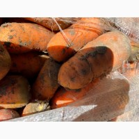Продам солодку Узбецьку моркву 1 сорт урожай 2022р. Тільки опт