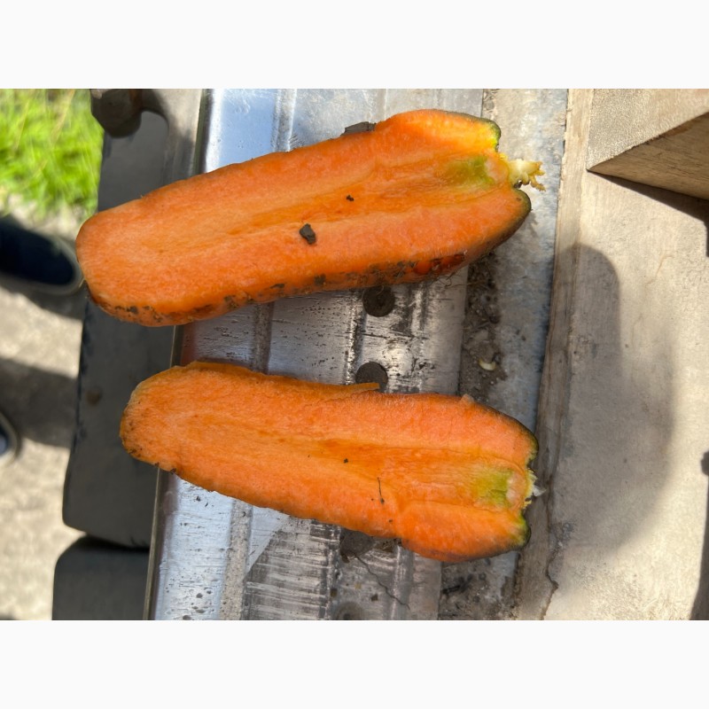 Фото 2. Продам солодку Узбецьку моркву 1 сорт урожай 2022р. Тільки опт