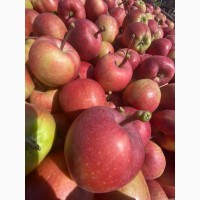 Продам яблука з власного саду, врожай 2023 року. Опт