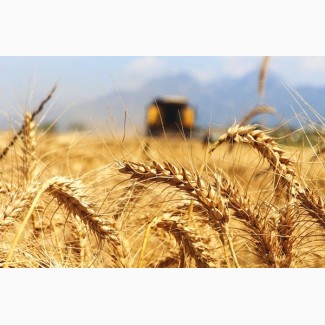 Перевалка зерна в Одессе