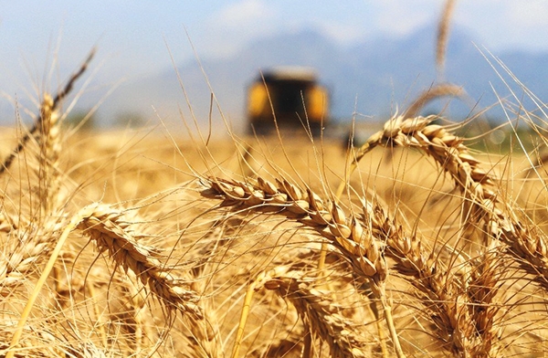 Перевалка зерна в Одессе