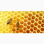 Бджолопакети (самовивіз) Карпатка