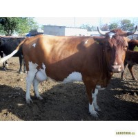 Продам высокопродуктивных коров, мясо-молочной породы