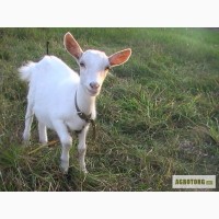 Продам молодняк коз
