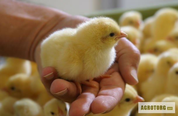 Фото 3. Томашпольская инкубаторная станцыя занимается инкубацией яиц, продажей суточного молодняка