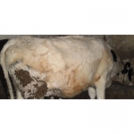 Продам тільні корови молочного напрямку,нетелі 10 голів різної масті,строку тільності.