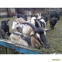 Продаються козы и козлята разного возраста