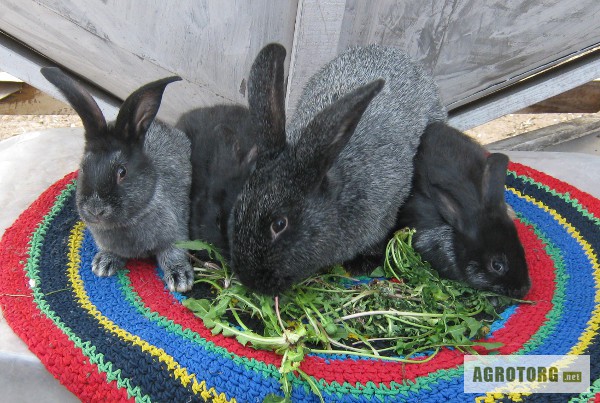 Продаются кролики породы Серебристые.