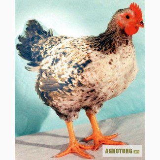 Цыплята Мастер Грей / Мастер Гриз (Master Grey / Gris) относятся к мясо- яичной породе