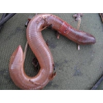 Калифорнийские черви (маточное поголовье)