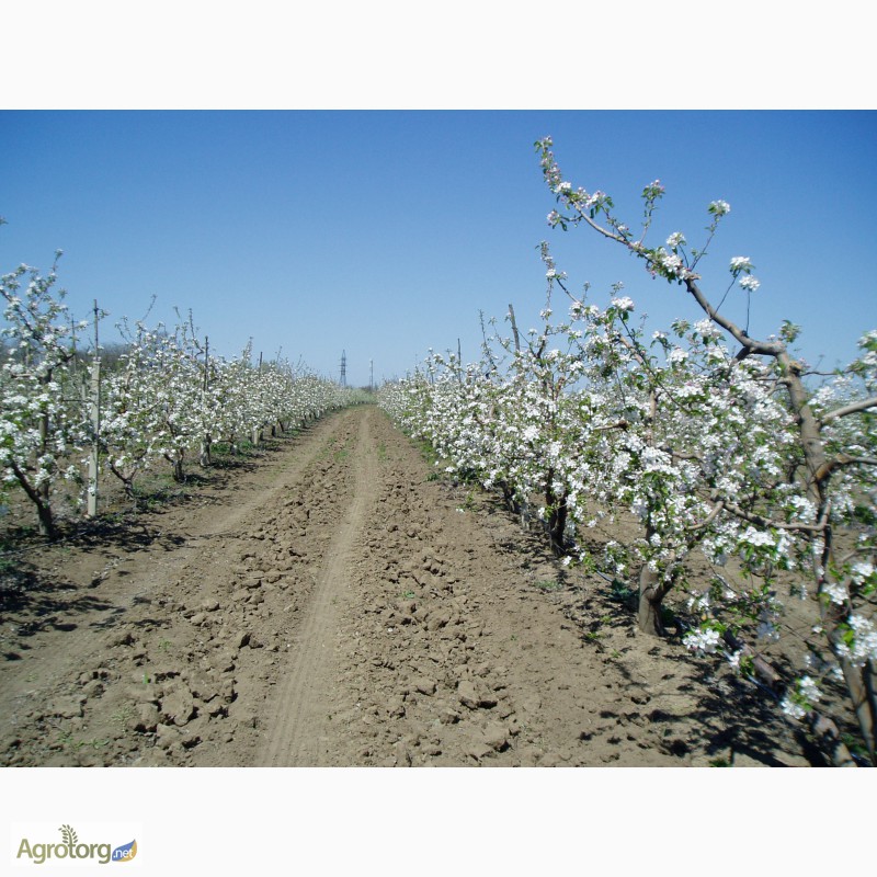 Фото 3. Плодоносящий яблоневый сад в Крыму (Свидетельство, документы готовы)