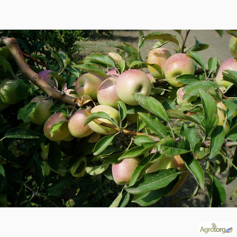 Фото 4. Плодоносящий яблоневый сад в Крыму (Свидетельство, документы готовы)