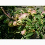 Плодоносящий яблоневый сад в Крыму (Свидетельство, документы готовы)