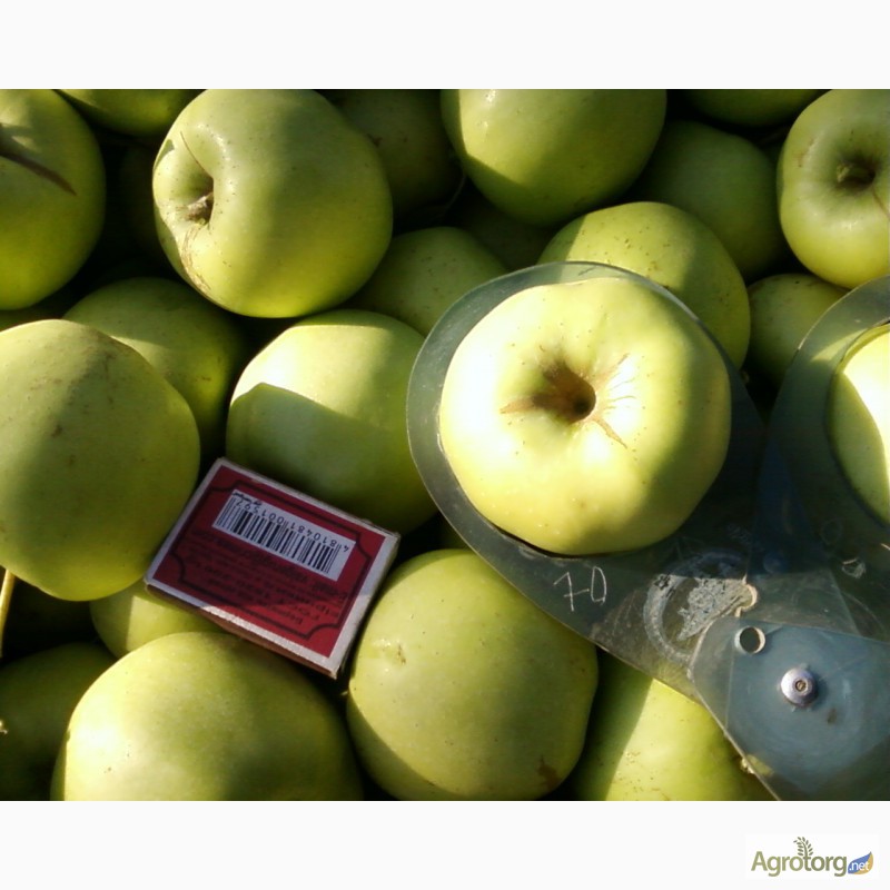 Фото 5. Плодоносящий яблоневый сад в Крыму (Свидетельство, документы готовы)