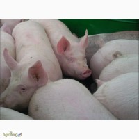 Продам свиней живым весом дюрок большая белая