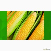 Семена кукурузы отечественные производители