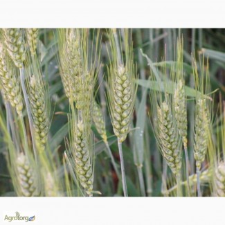 Семена озимой пшеницы Мидас 1 репродукция, Австрия (продам)