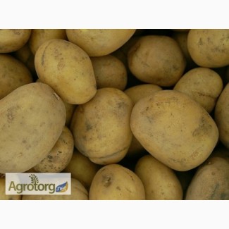 Продам сортову посадкову картоплю третьої репродукції сортів: рівєра, гранада, пяничка
