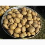 Продам сортову посадкову картоплю третьої репродукції сортів: рівєра, гранада, пяничка