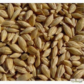 Предлагаем семена канадского ярового ячменя - сорт «Дункан», 1 репродукция