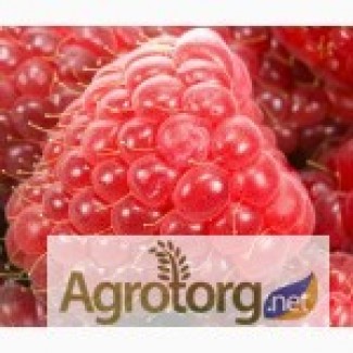 Закупаем ягоды:малину у населения цена приемлемая