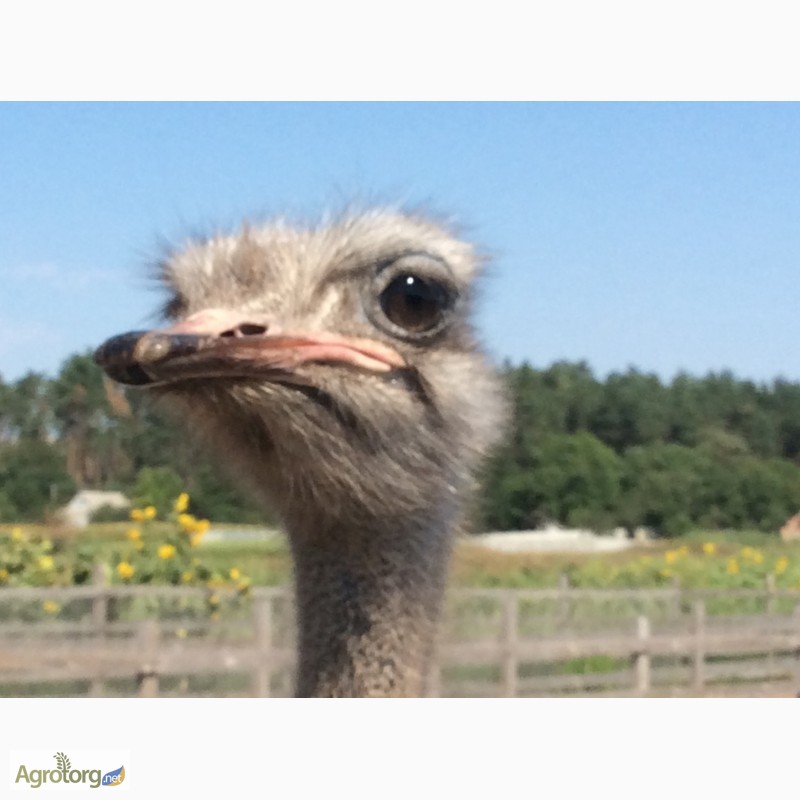 Фото 2. Продаём южноафриканского страуса, молодняк