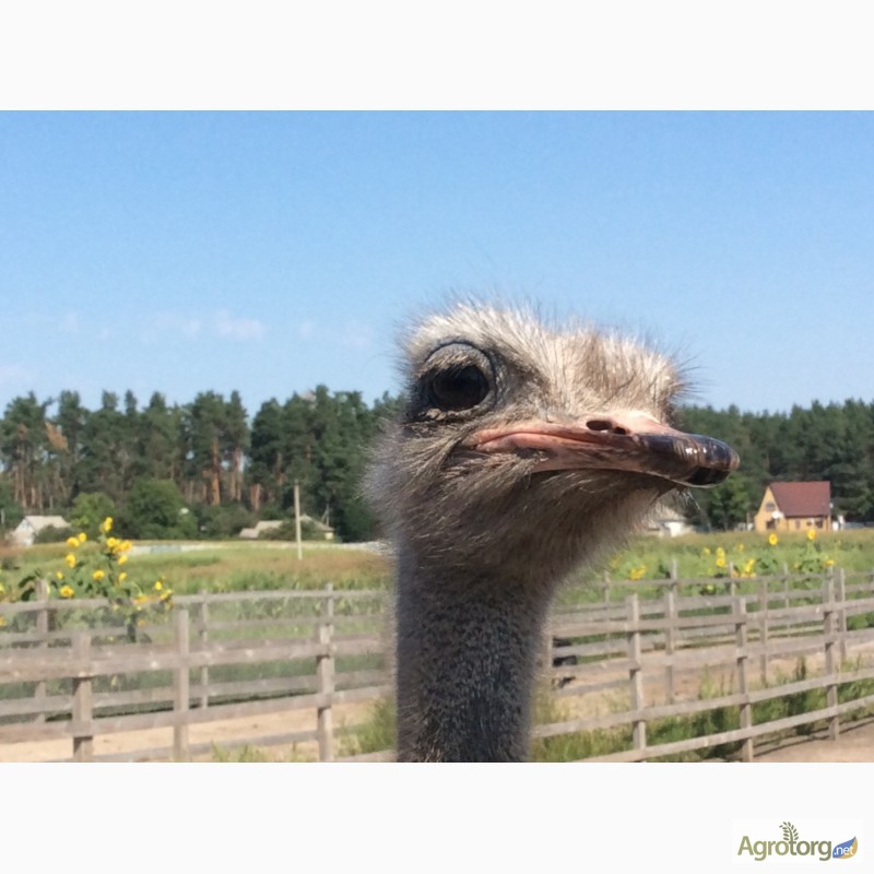 Фото 3. Продаём южноафриканского страуса, молодняк