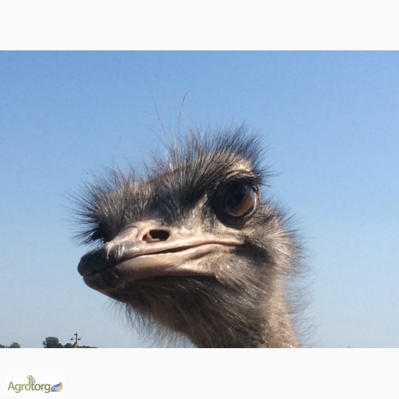 Фото 4. Продаём южноафриканского страуса, молодняк