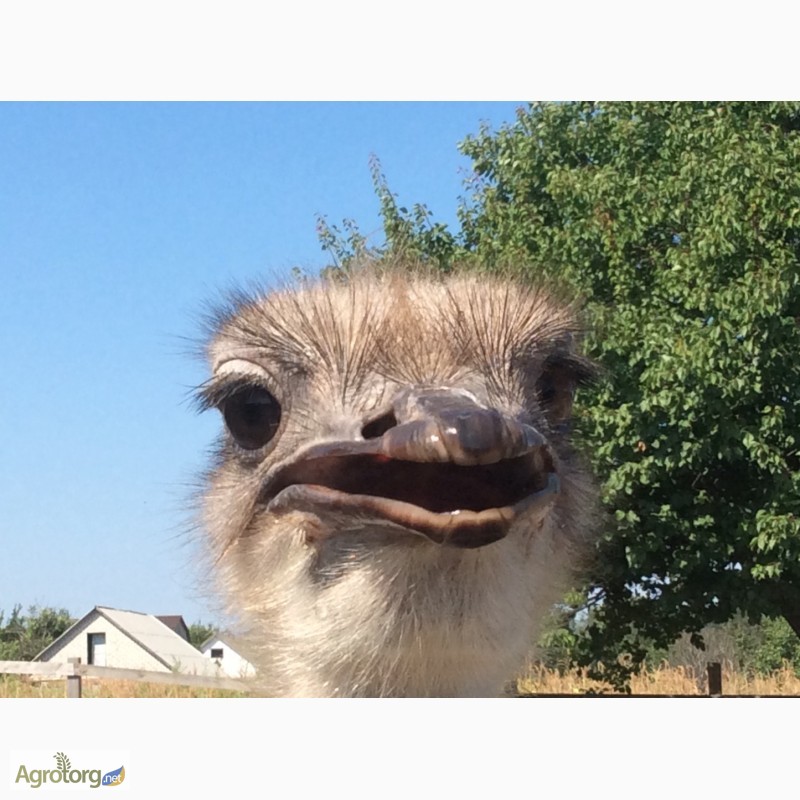 Фото 7. Продаём южноафриканского страуса, молодняк