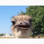 Продаём южноафриканского страуса, молодняк