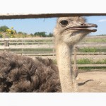 Продаём южноафриканского страуса, молодняк