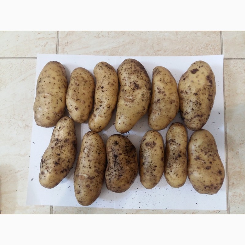 Фото 3. Продам картофель. Оптом