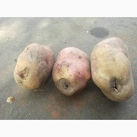 Продам некондиционный картофель! Сорт - Иван да Марья
