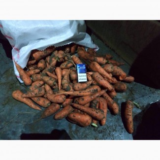 Продам Херсонскую морковь